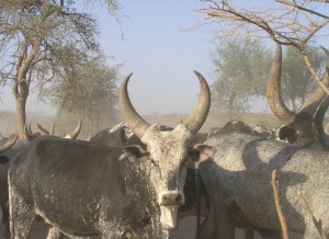 Äthiopien, AFAR, Impressionen