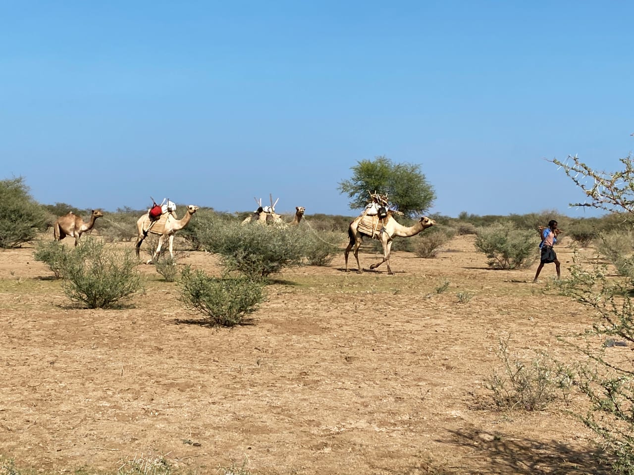Kamele in der Afar Wüste