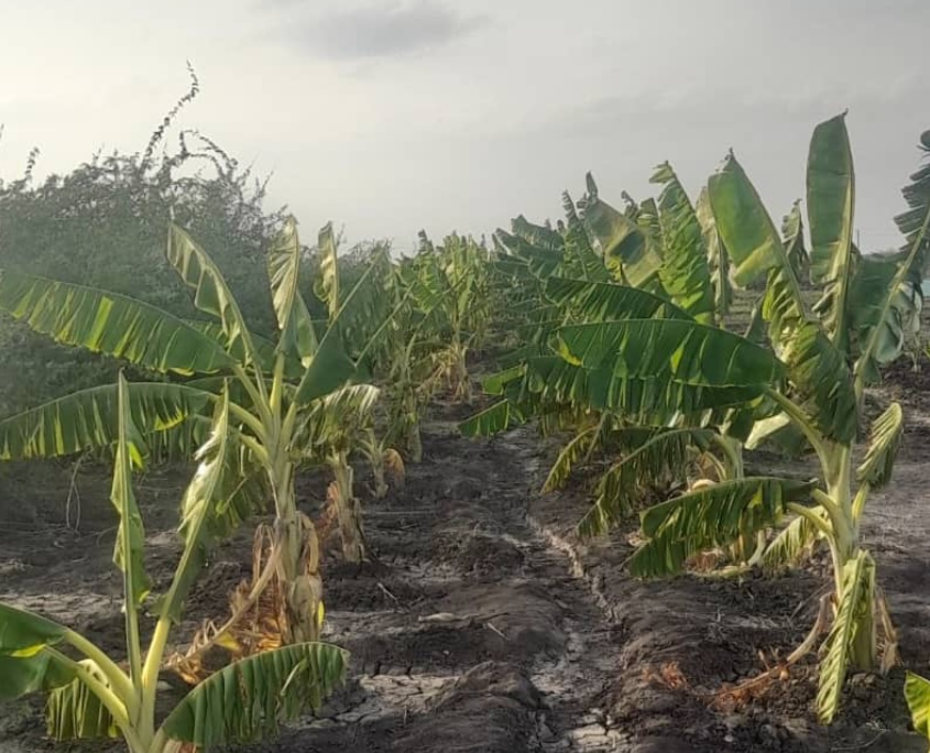 Bananenplantage in Äthiopien