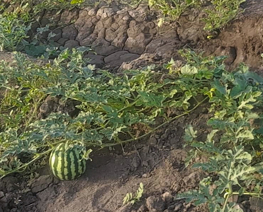 Ein Bild der Hoffnung - die erste Wassermelone