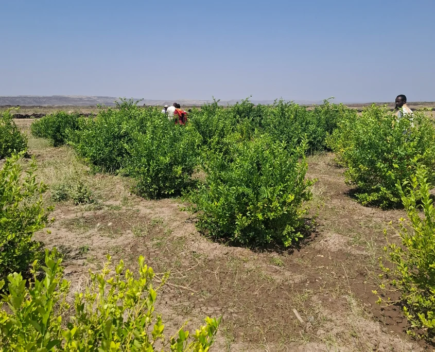 Afar mit Landwirtschaftsprojekt