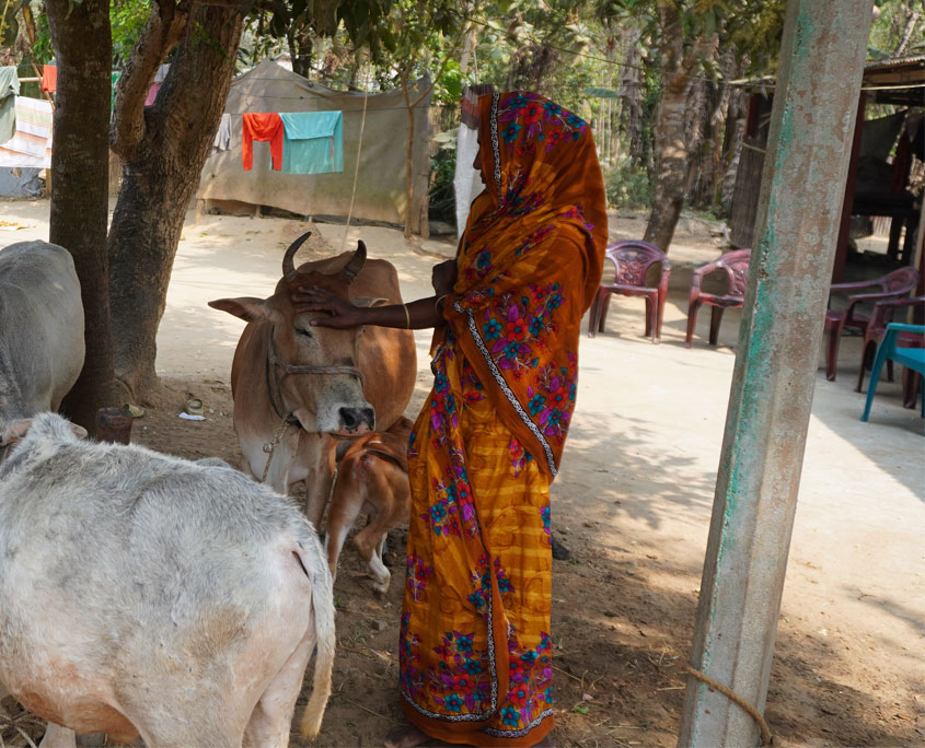 Eine Frau streichelt eine Kuh, projektbesuch bangladesch Schule Gesundheit